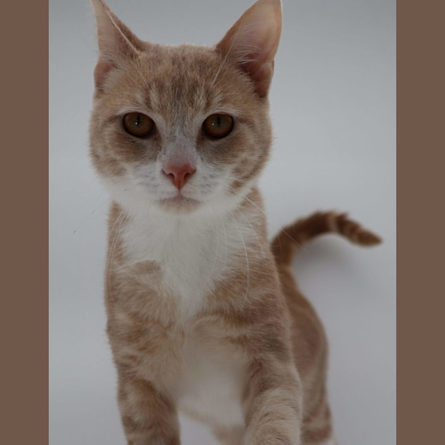 Photo of Spencer At Pet Quarters Glendale