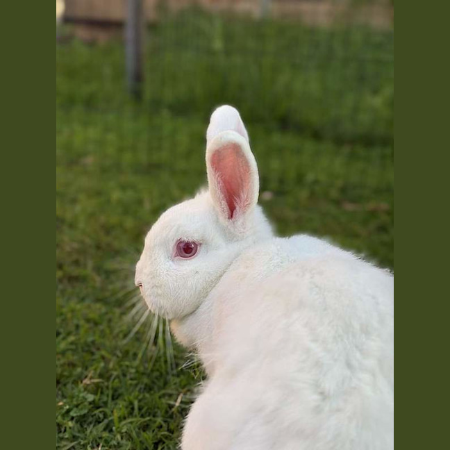 Photo of Darcy