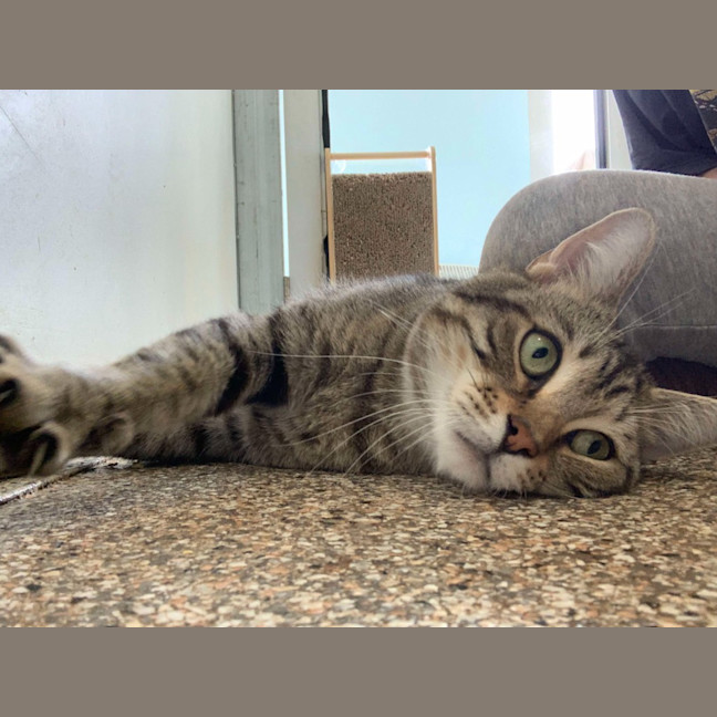 Photo of Freddy Meowcury