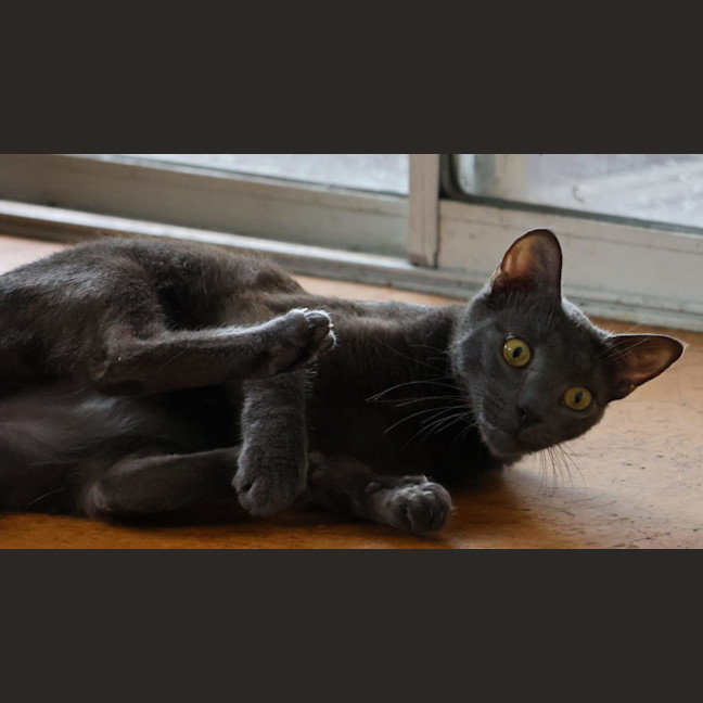 Photo of Nile