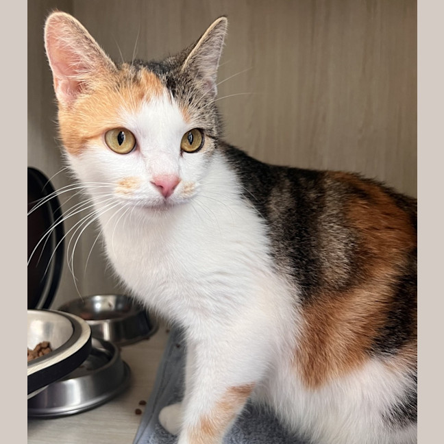 Photo of C1379 Lucky