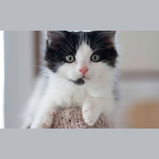 Photo of Artemis