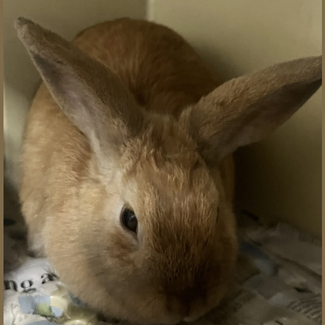 Photo of Cinderella   Meet Me @ Petstock Engadine