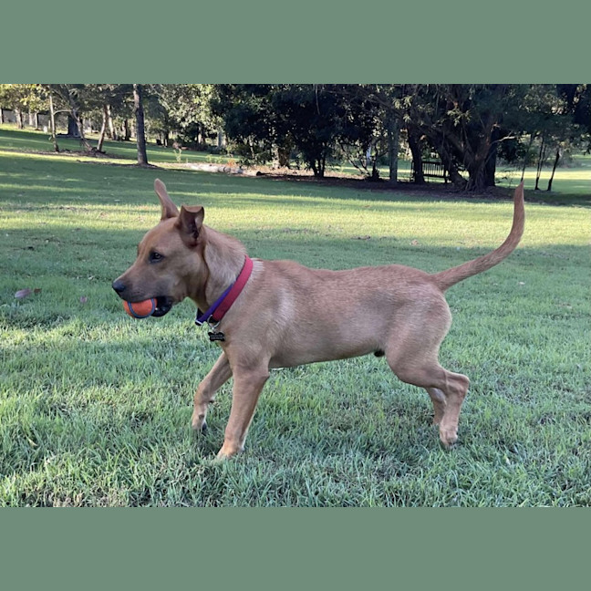 Buddy - Medium Male Rhodesian Ridgeback x Australian Cattle Dog Mix Dog ...