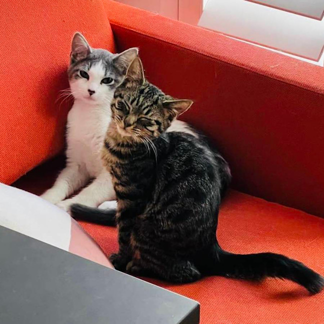 Photo of Beans   Located In Northcote