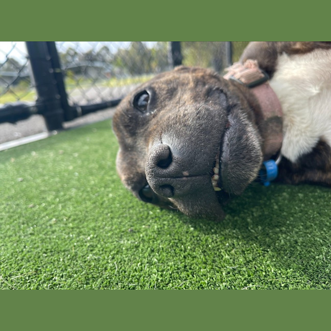 Photo of Luna Imp 1817