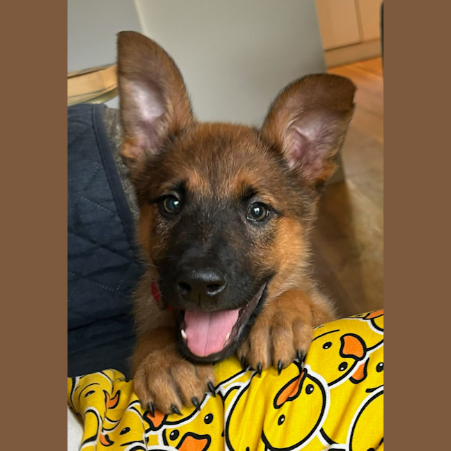 Photo of Chamberlain