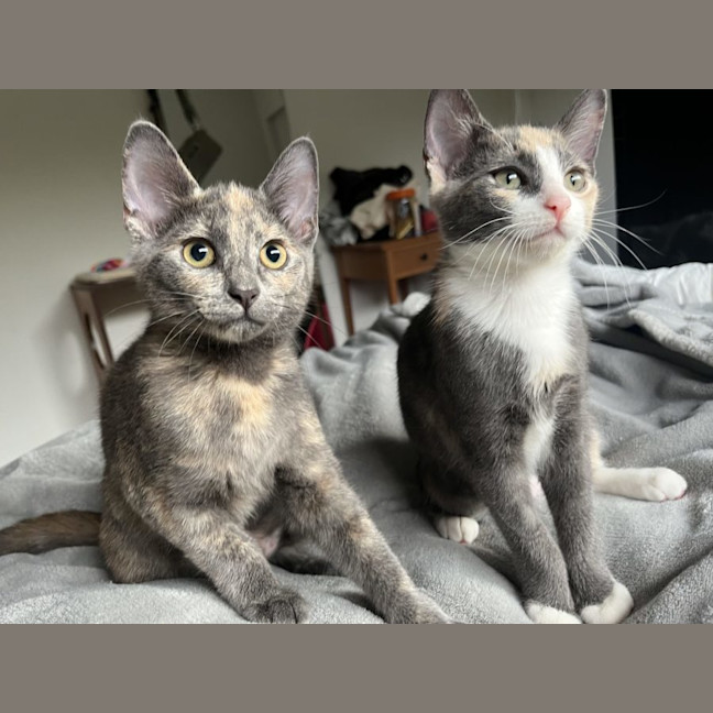 Photo of Vera & Violet