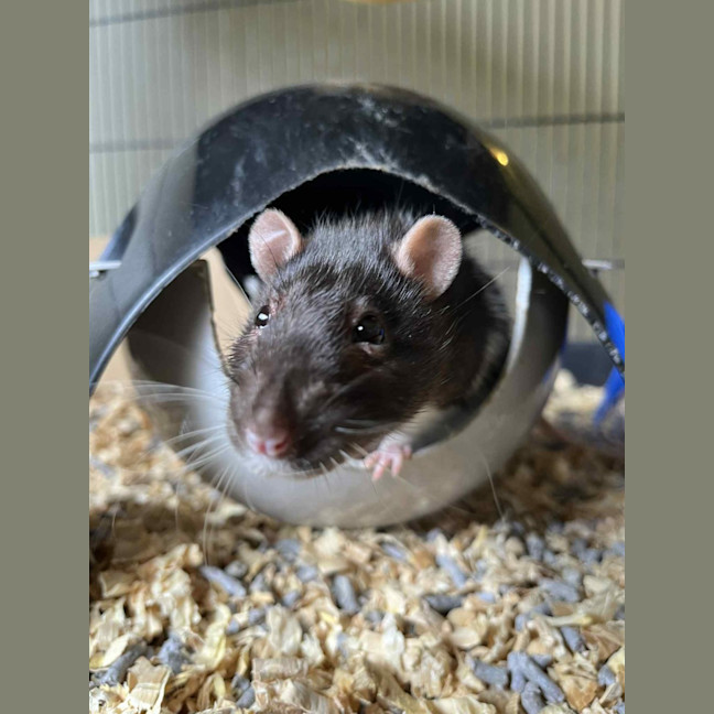 Photo of Galaxy & Apollo