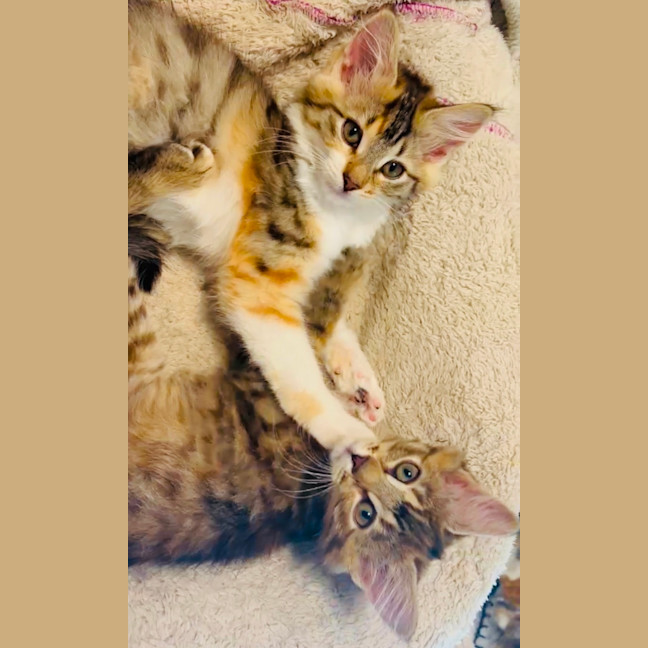 Photo of Cinnamon & Nutmeg