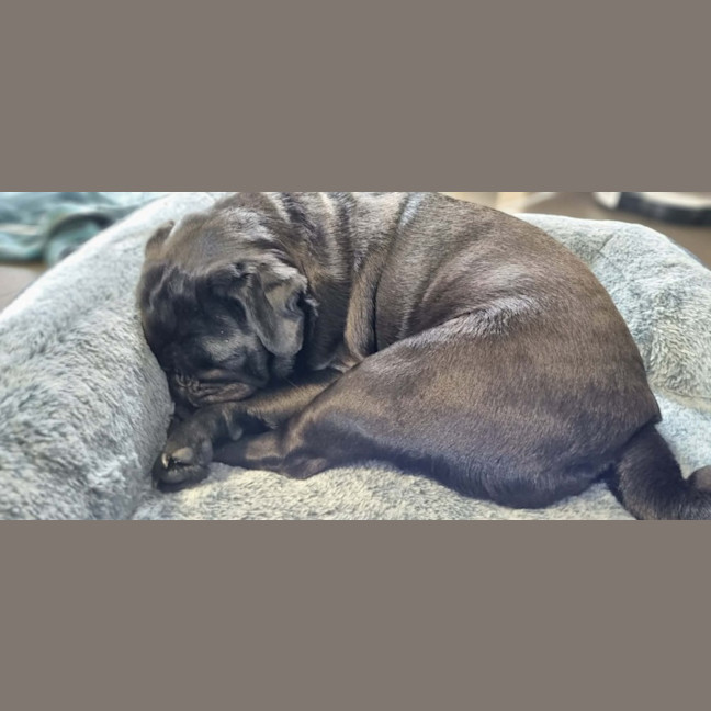 Photo of Lulu 