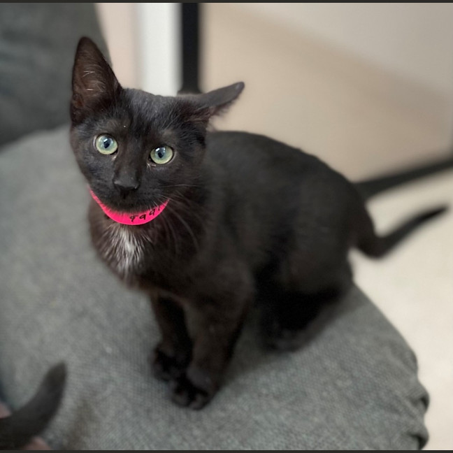 Photo of Speckles (9997)