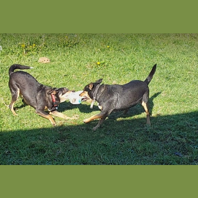 Photo of Rocky & Max   8 & 6 Year Old Kelpies