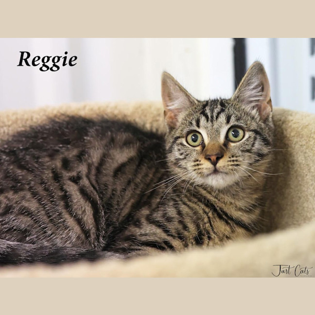 Photo of Reggie