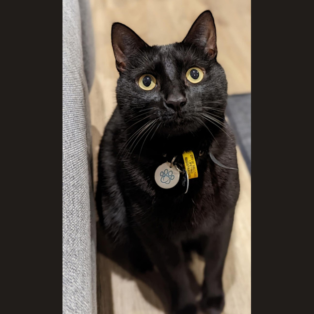 Photo of Kylo