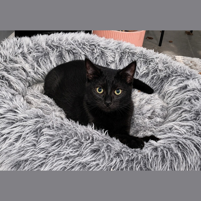 Photo of Hattie