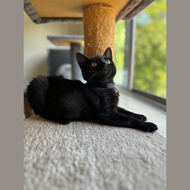 Photo of Luna