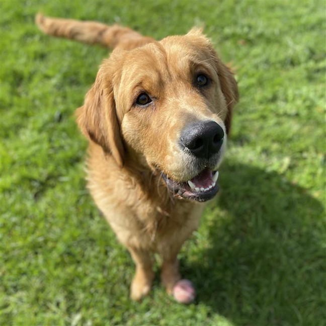 Photo of Whiskey