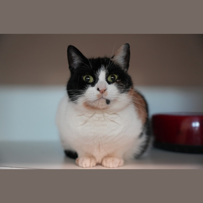 Photo of Pomelo 