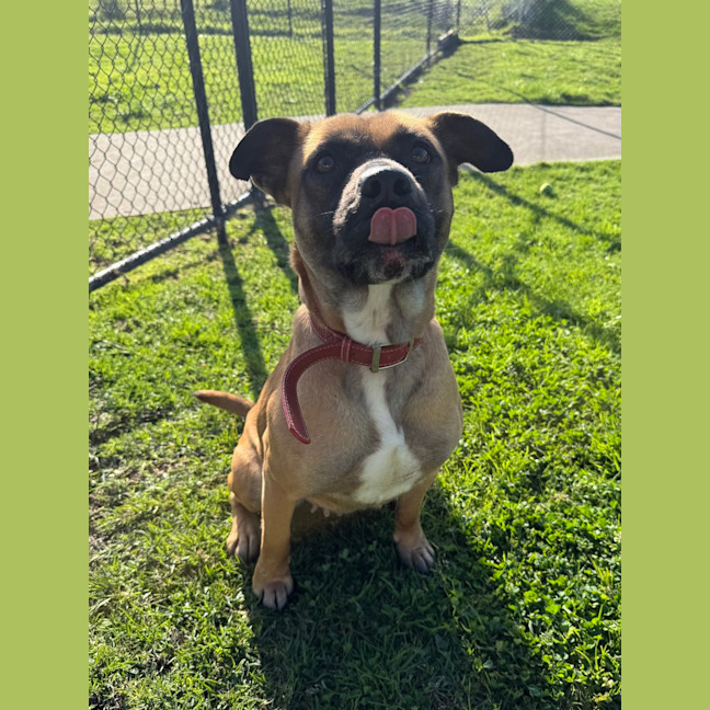 Photo of Koda 