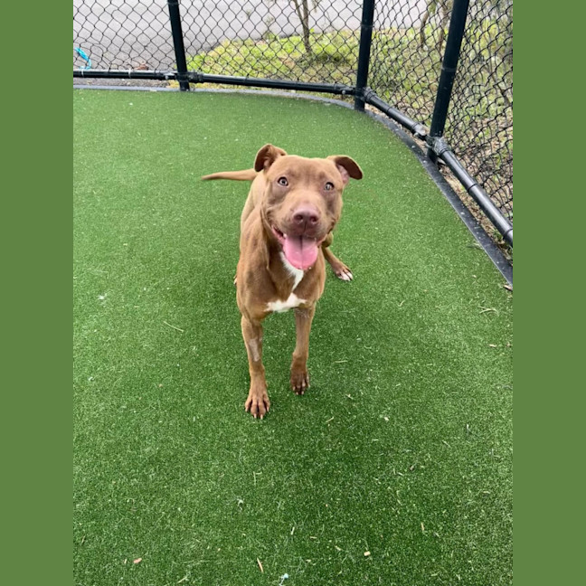 Photo of Cinnamon Imp 2194