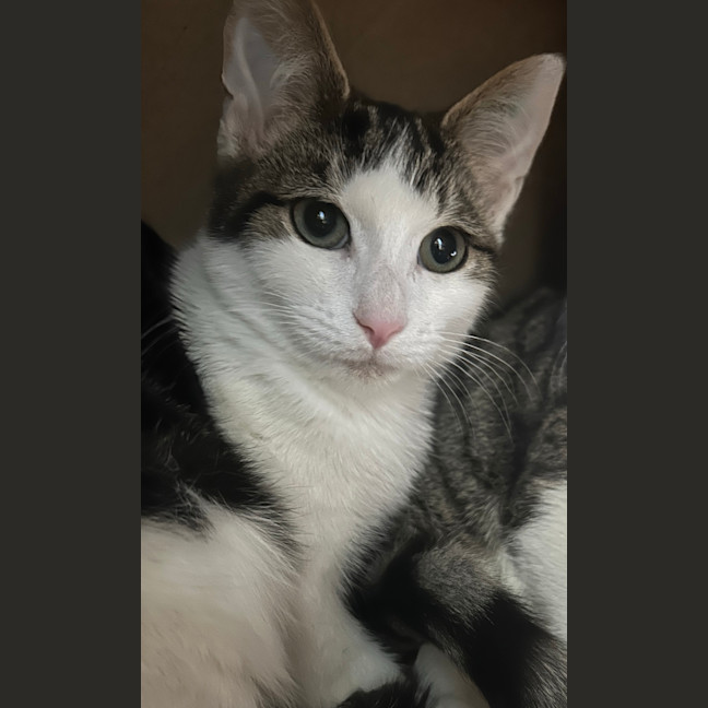 Photo of Nacho