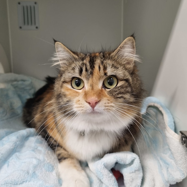 Photo of Bambie