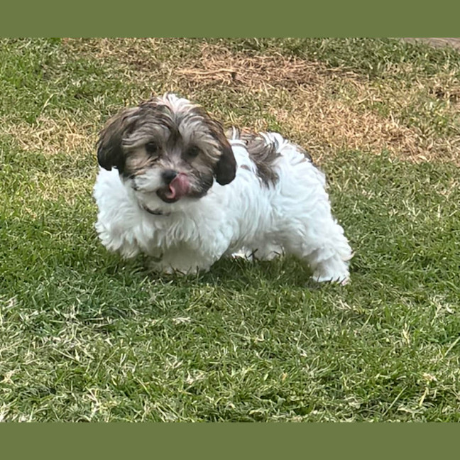 Photo of Benji