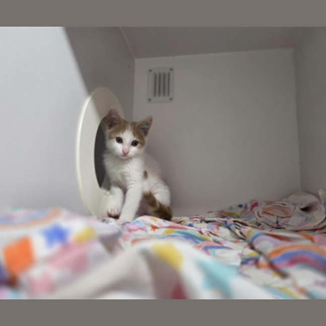 Photo of Frankie