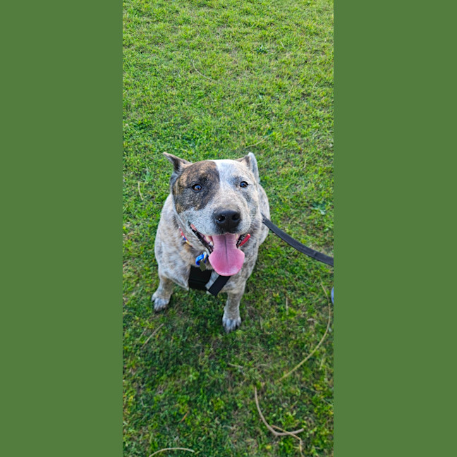 Photo of Odin   4 Year Old Cattle Dog