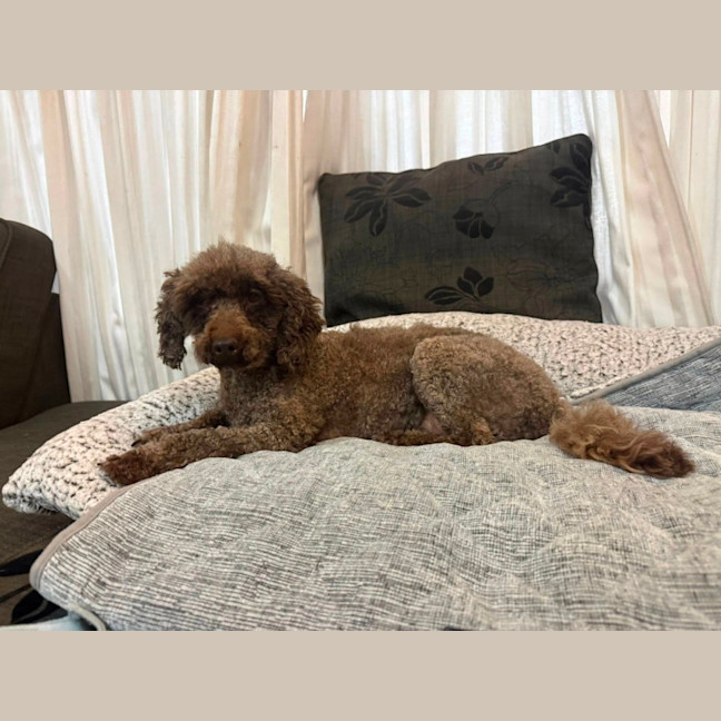 Photo of Bradley