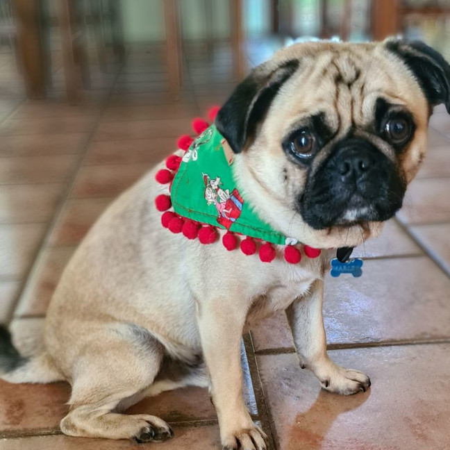 Photo of Marley