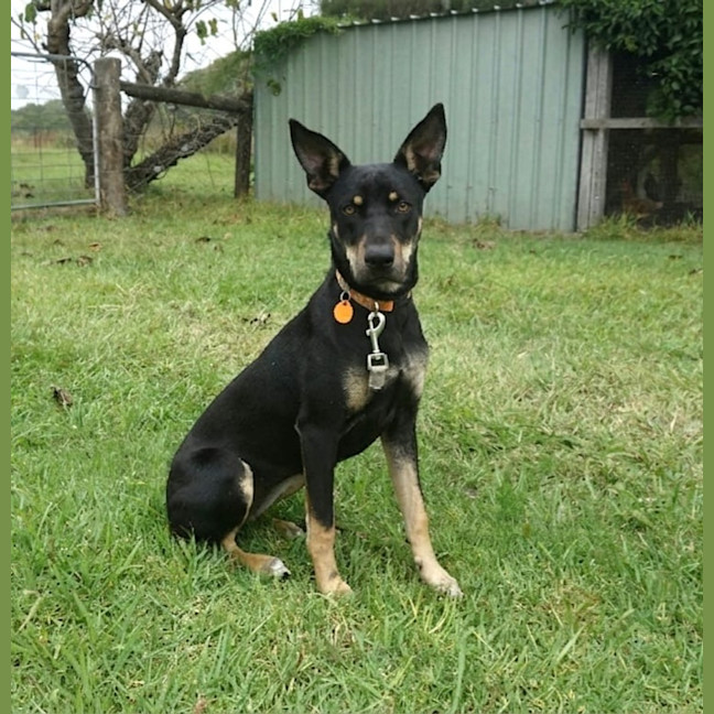 Photo of Nova
