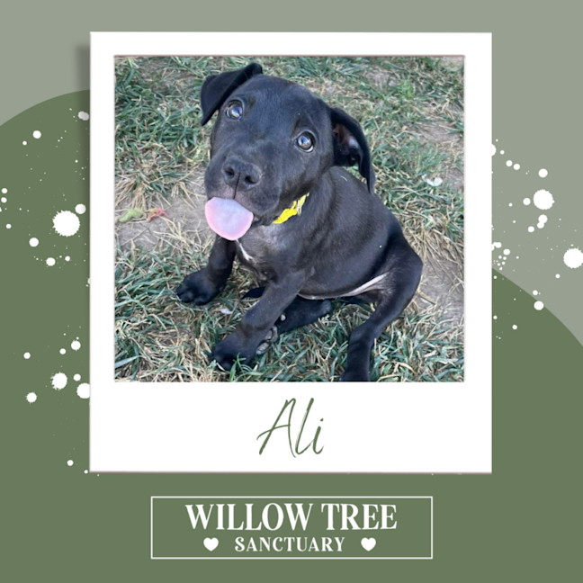Photo of Ali