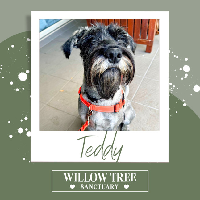 Photo of Teddy