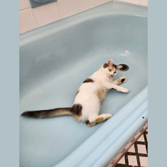 Photo of Coco