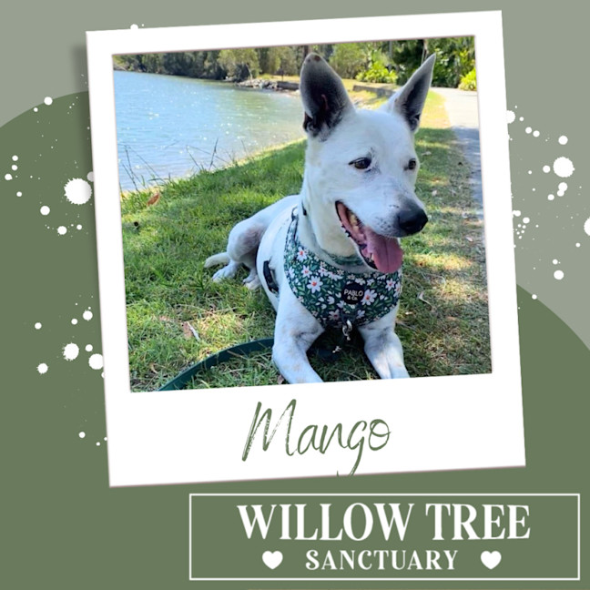 Photo of Mango