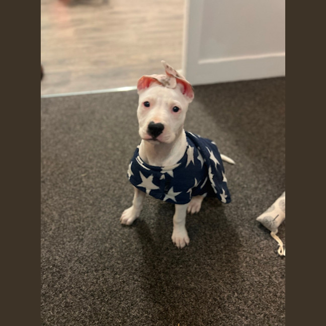 Photo of Boof   4 Month Old Staffy X (Trial)