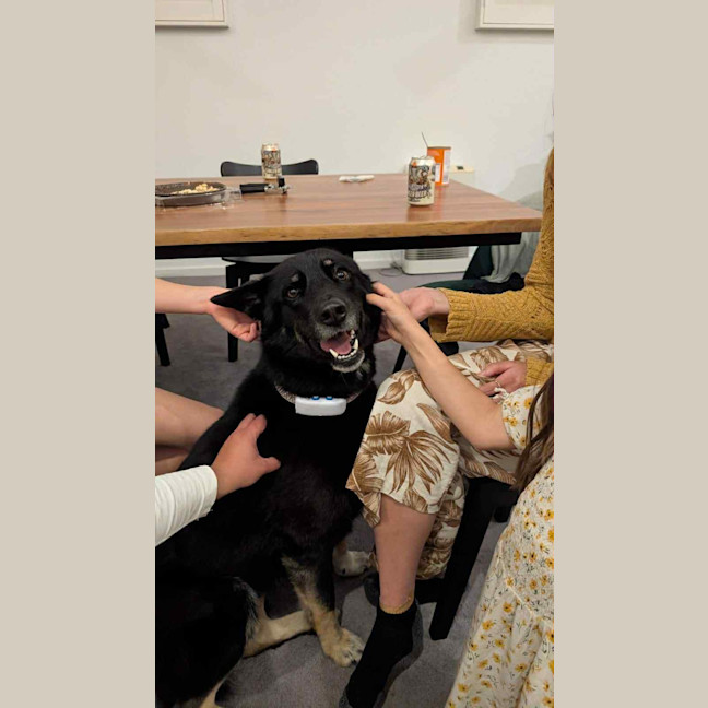 Photo of Black Forest