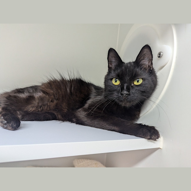 Photo of Nixy