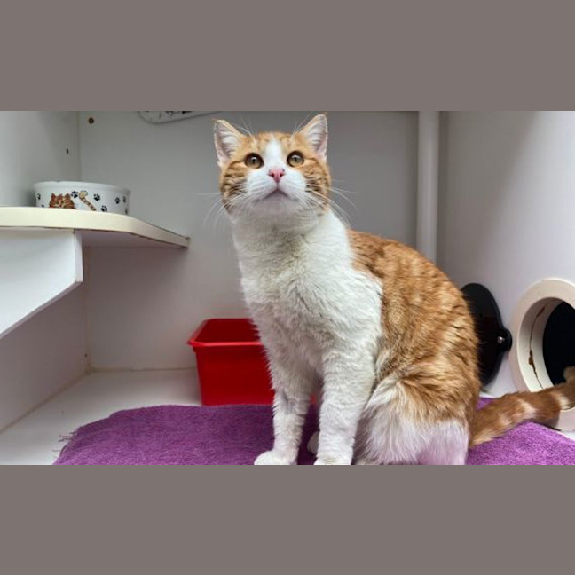 Photo of Marmalade