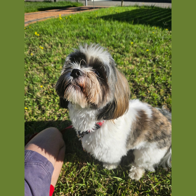 Photo of Alfie