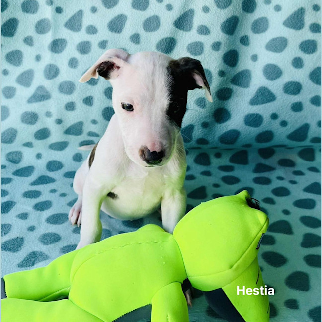 Photo of Hestia