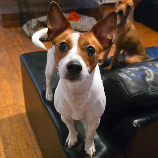 Photo of Trixie