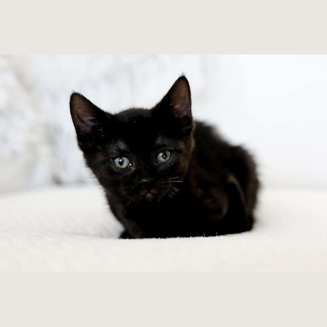 Photo of Coco
