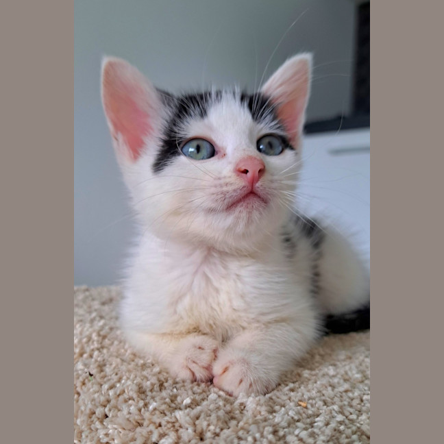 Photo of C1444 Spotty