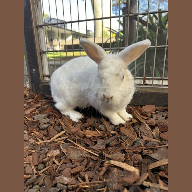Photo of Coco