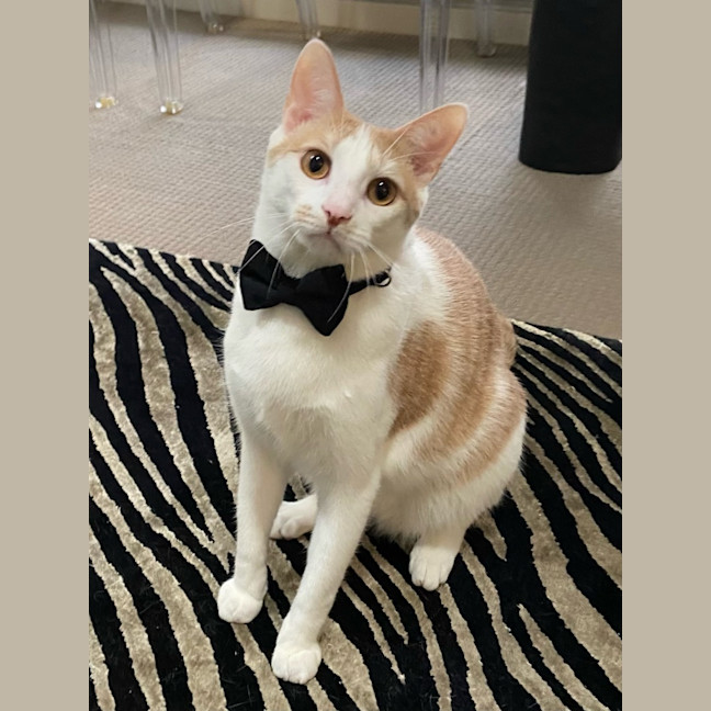 Photo of Peanut