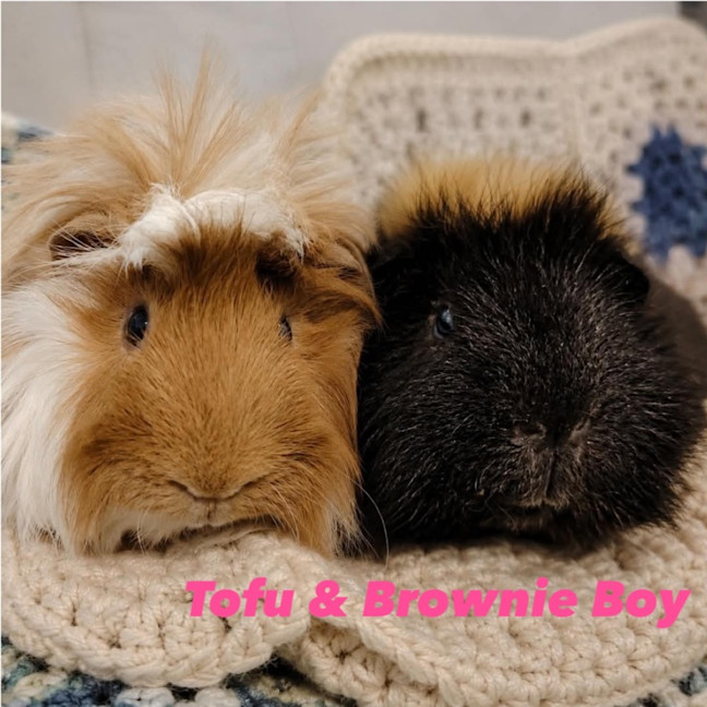 Photo of Tofu & Brownie Boy