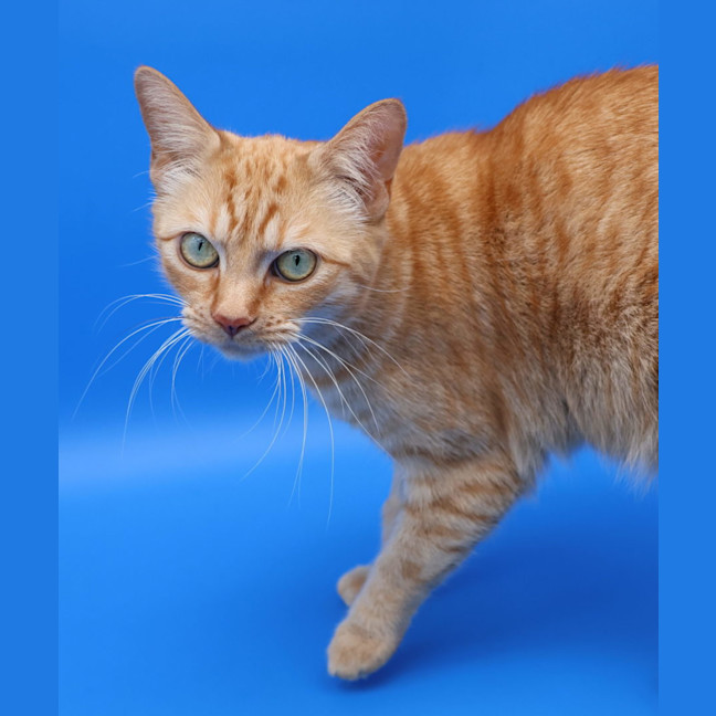 Photo of Daphne   Now At Pet Quarters Glendale